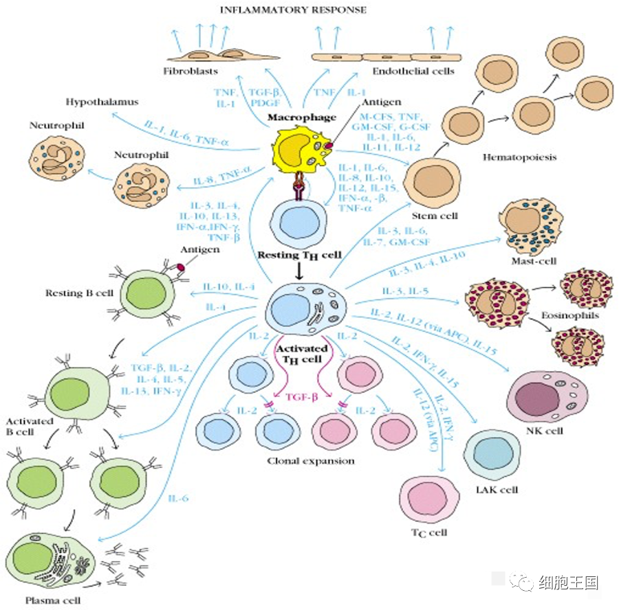 Luciferase——荧光素酶，让生物发光